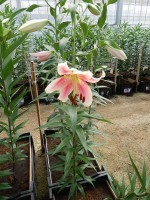 [4372 Okayama ST No101.JPG]